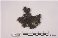 藏品(島衣屬 )的圖片